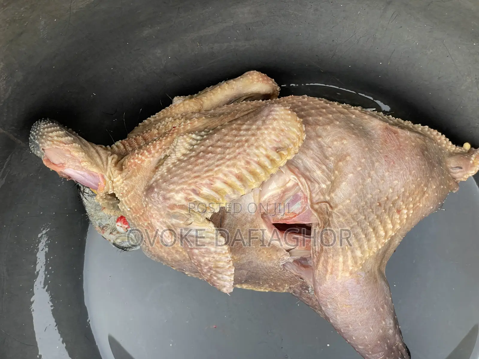 Fresh Guineafowls