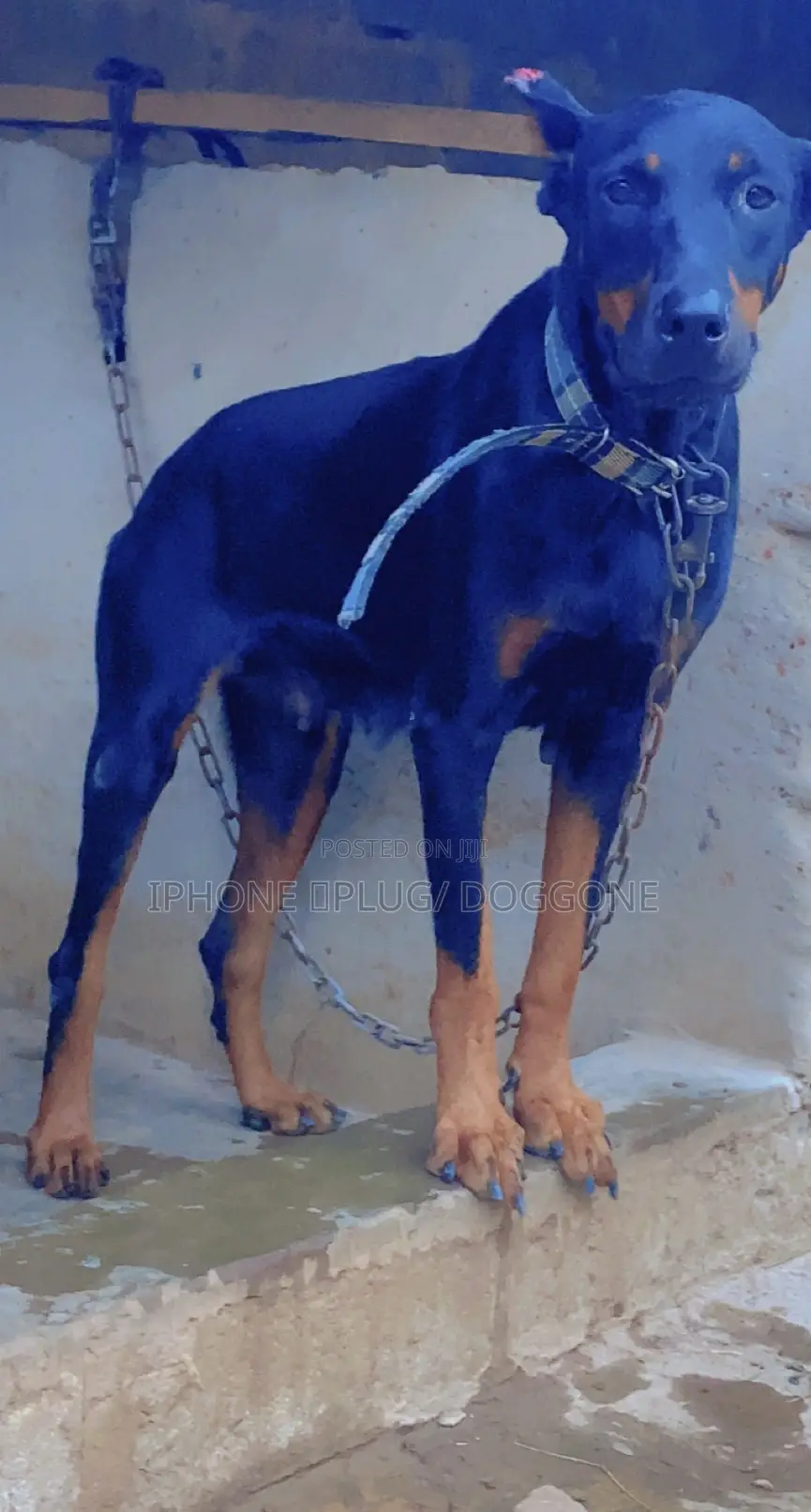 1+ year Female Purebred Doberman Pinscher