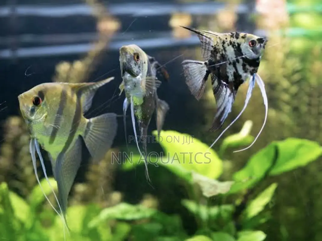 Angel Fish