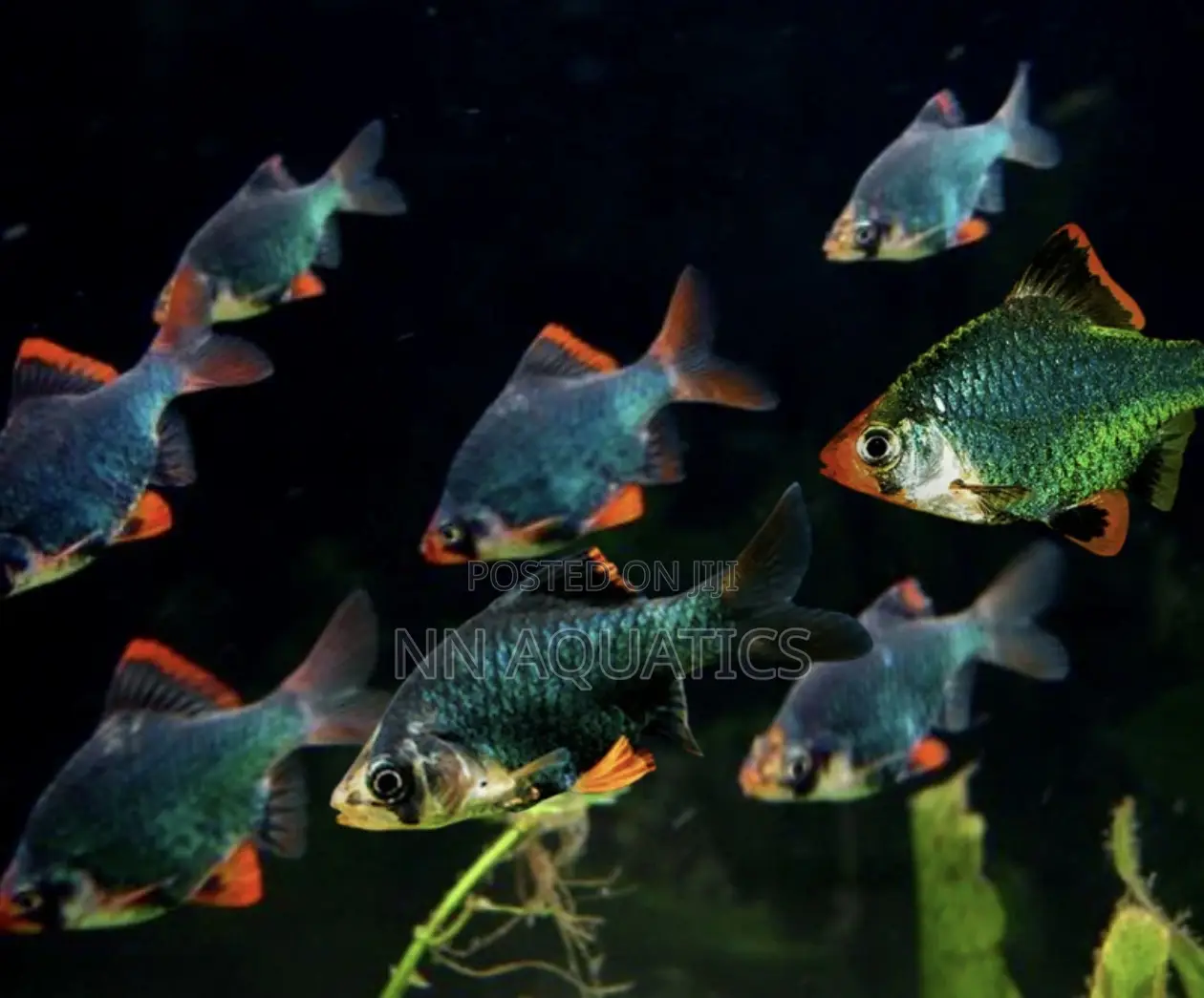 Tiger Barb