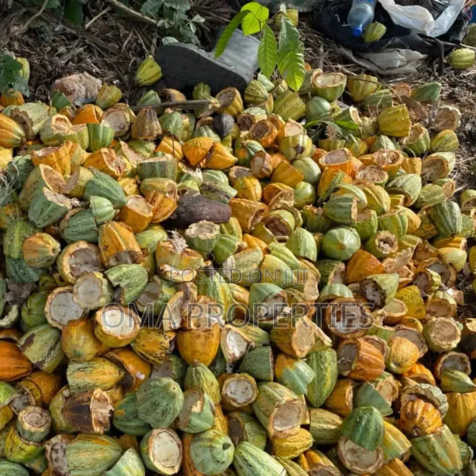 Invest In Cocoa Farming Without Getting Your Hands Dirty.