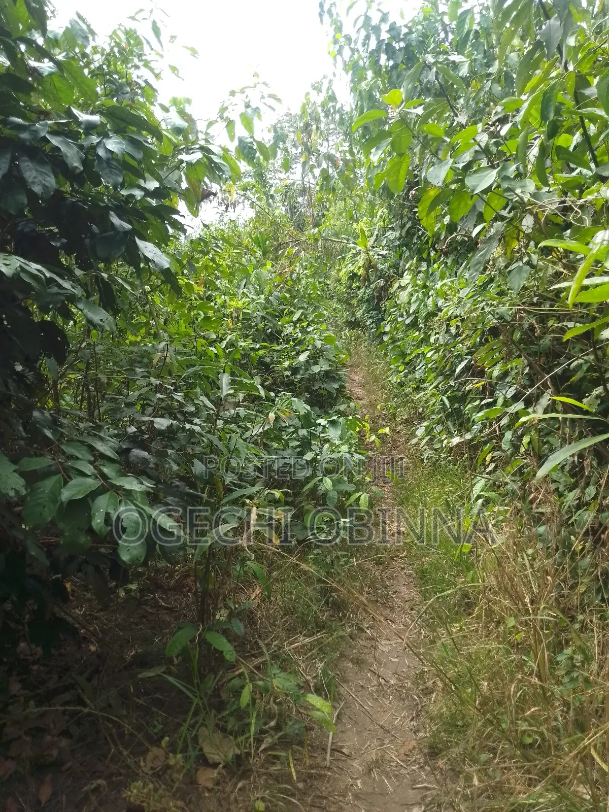 Distress Sale of 7 Plots of Land for 3m in Ulakwo Etche