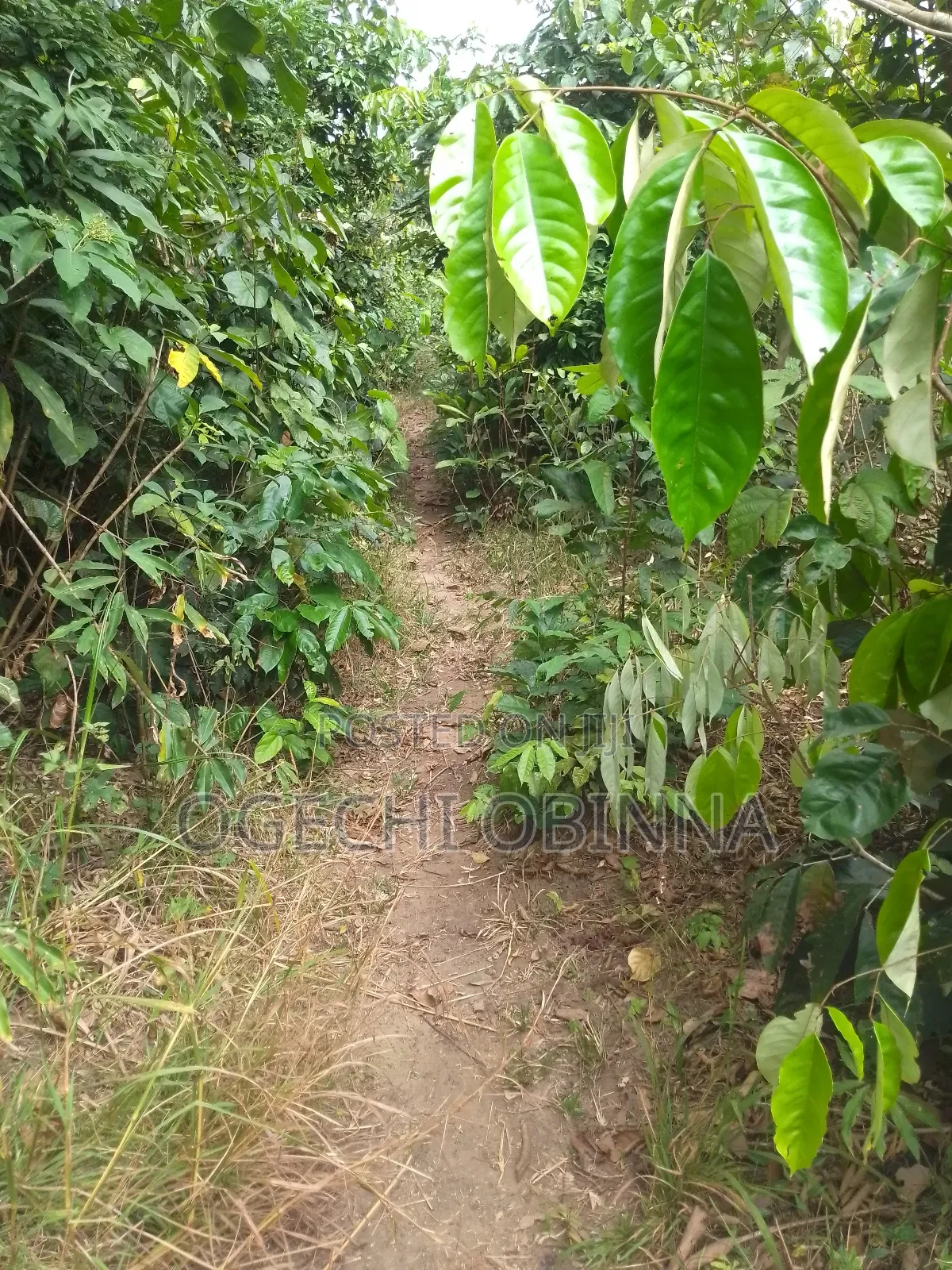 Distress Sale of 7 Plots of Land for 3m in Ulakwo Etche