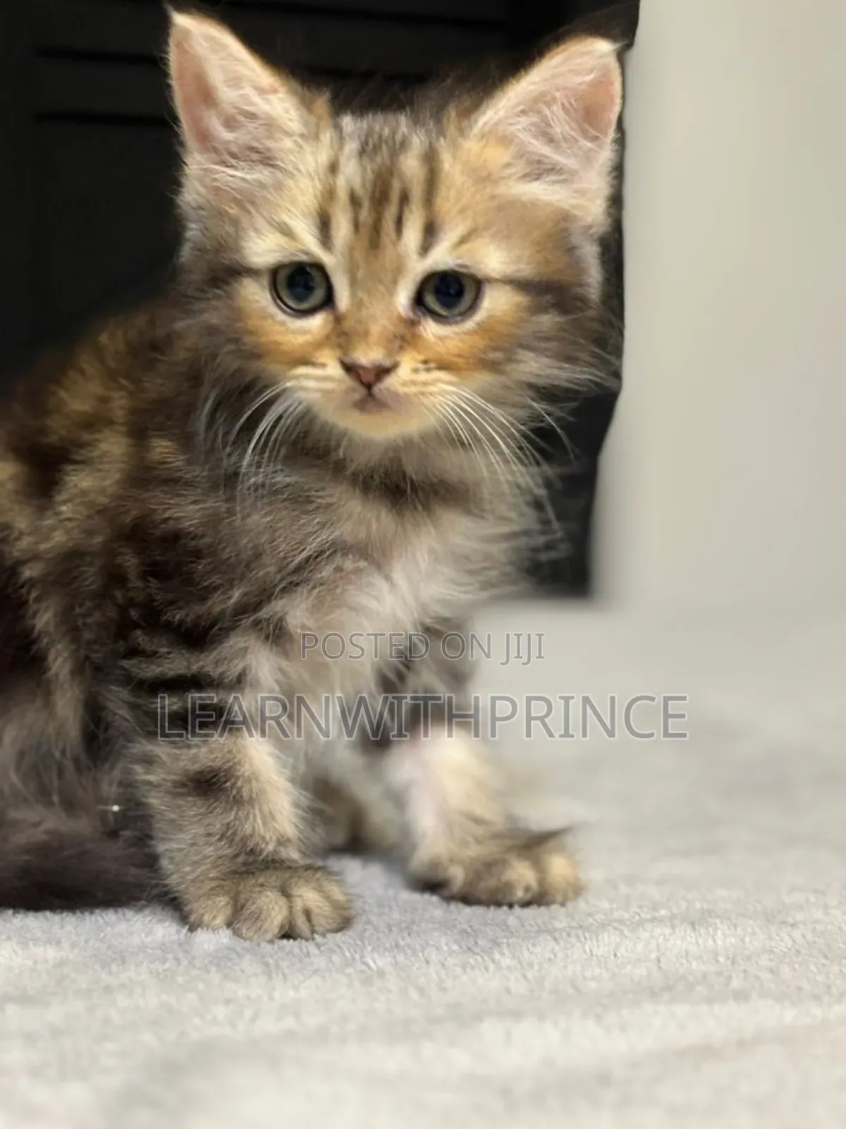 1-3 months Male Purebred Persian