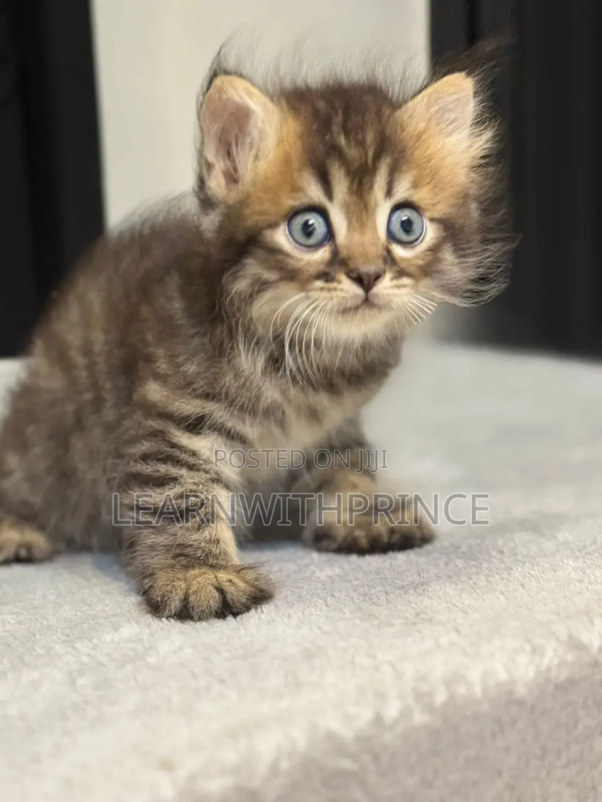 1-3 months Male Purebred Persian
