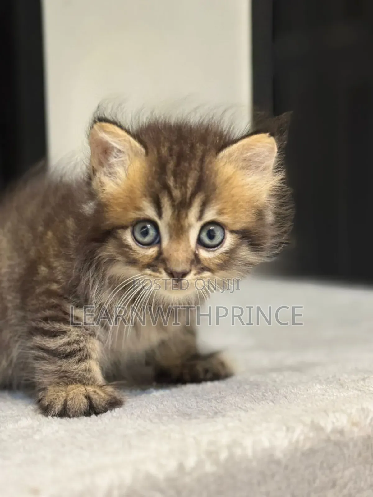 1-3 months Male Purebred Persian