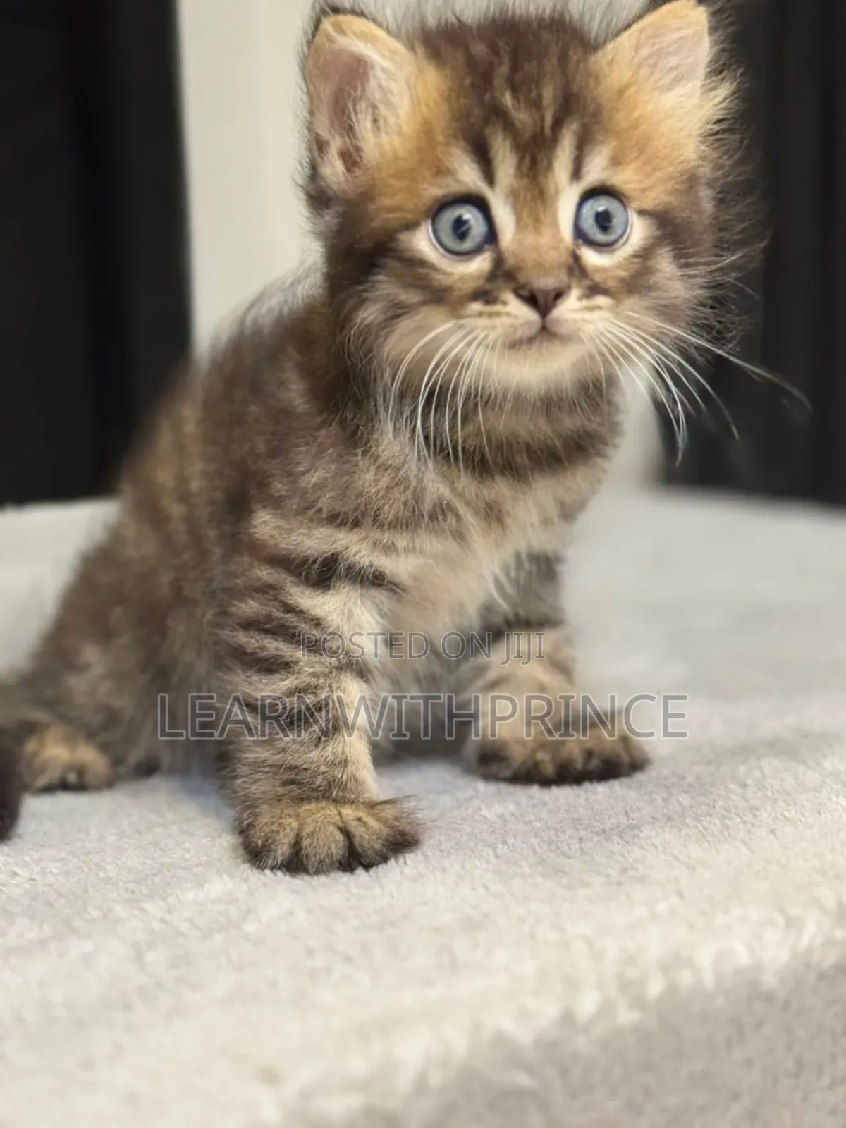 1-3 months Male Purebred Persian