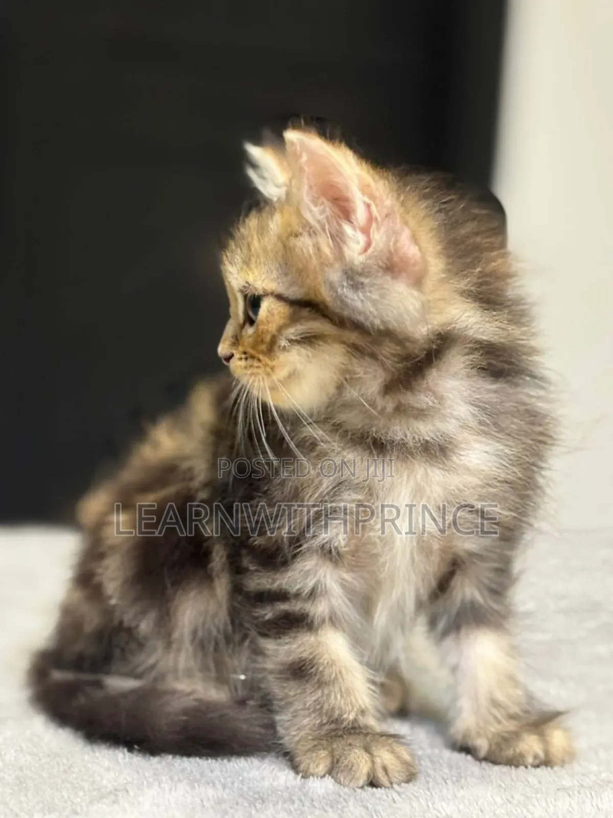 1-3 months Male Purebred Persian