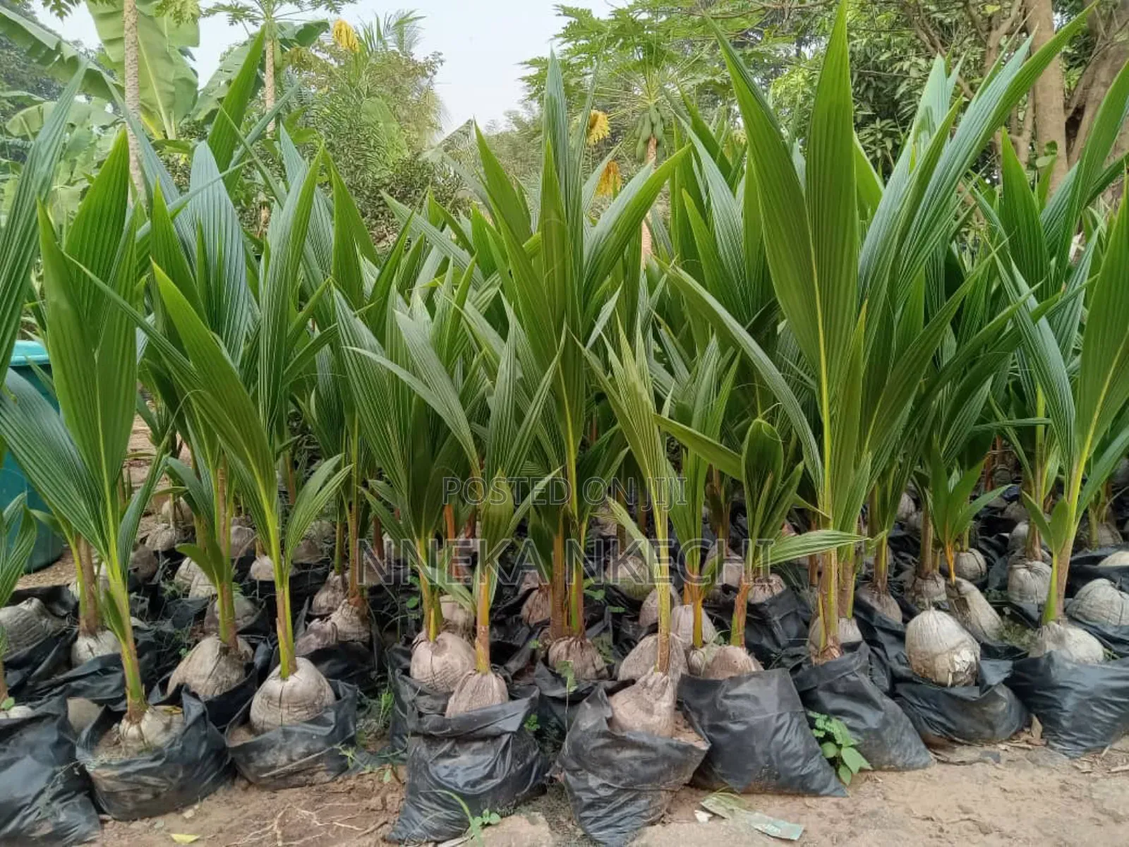 Welcome to Smooth Farms Where Hybrid Economic Plants Are Raised.