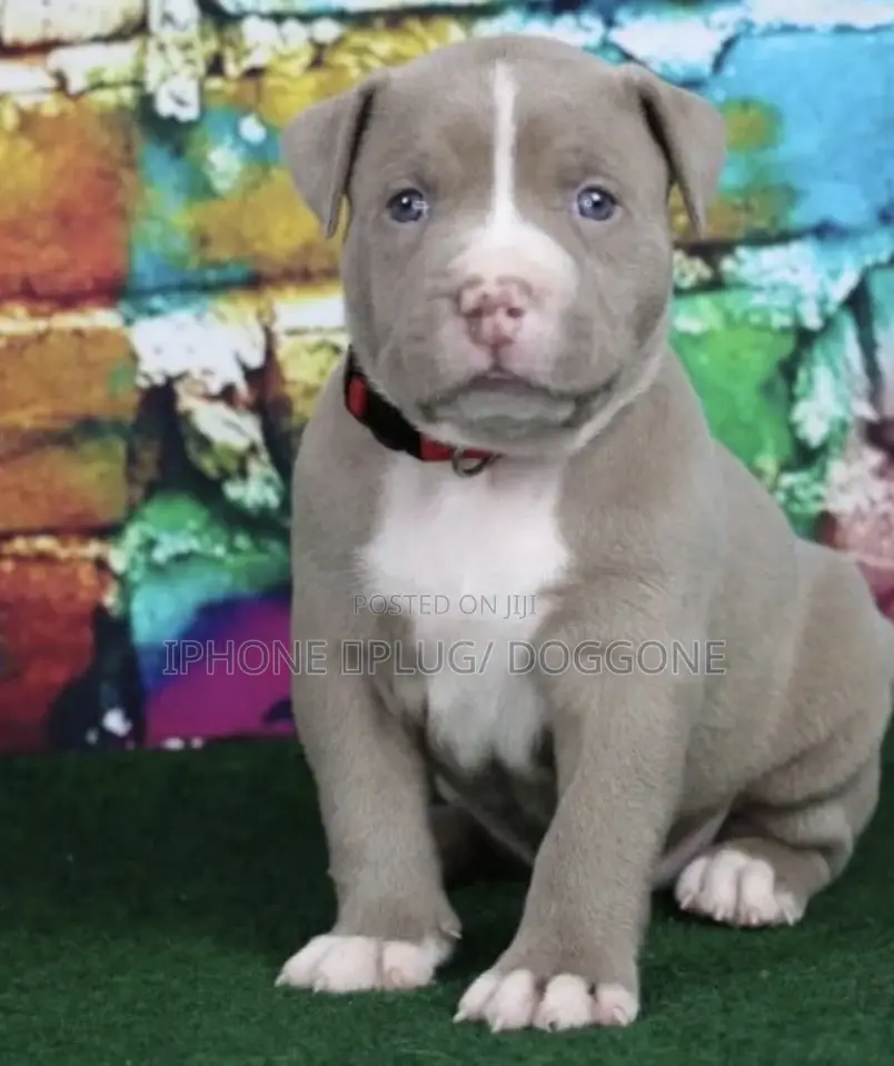 1-3 months Male Mixed Breed American Pit Bull Terrier
