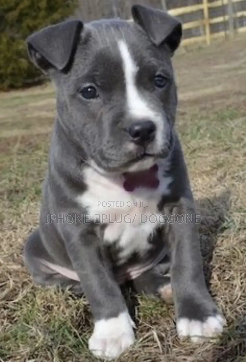 1-3 months Male Mixed Breed American Pit Bull Terrier