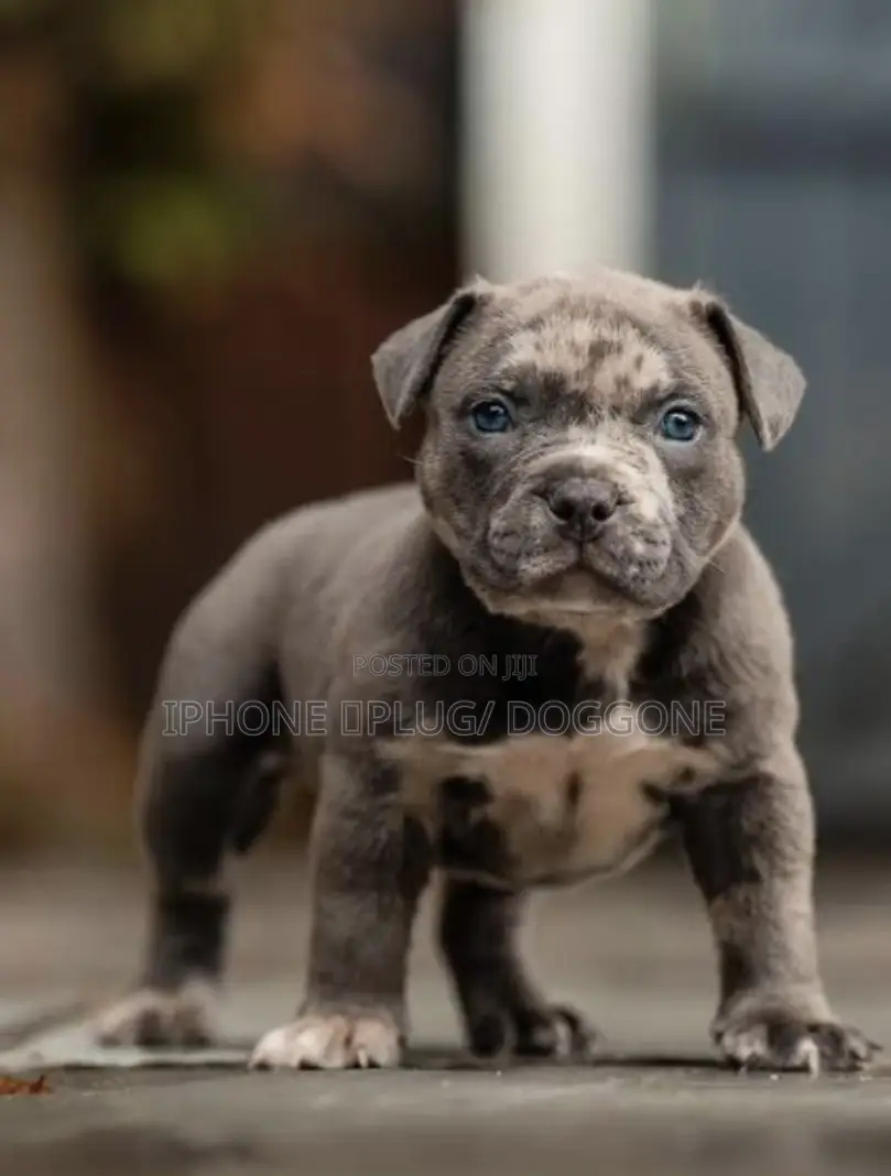 1-3 months Female Purebred American Pit Bull Terrier