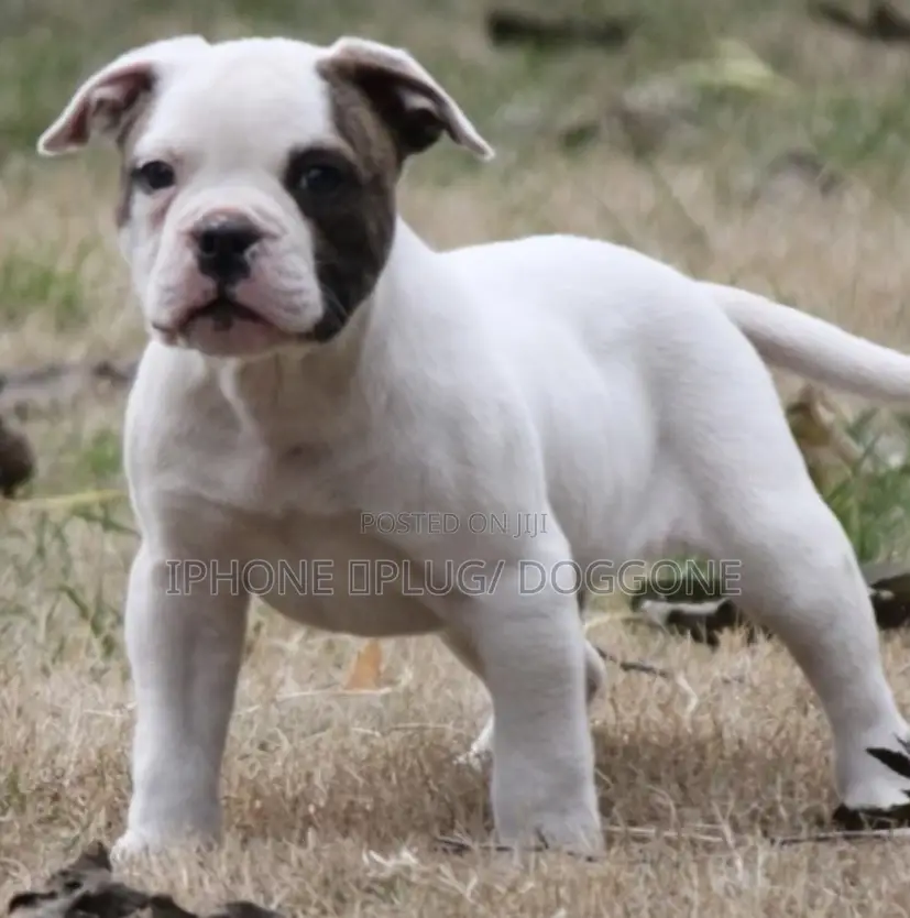 1-3 months Female Purebred American Pit Bull Terrier
