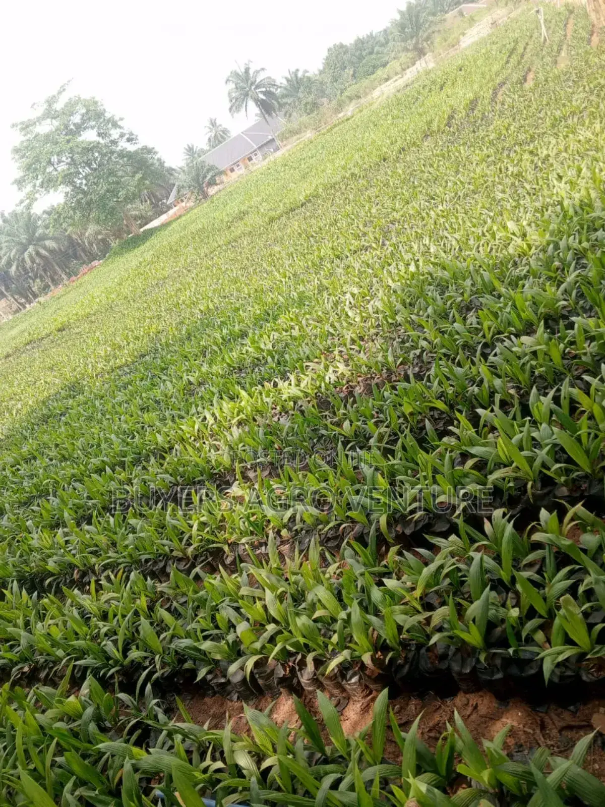 Agricultural Palms Oil Seedlings
