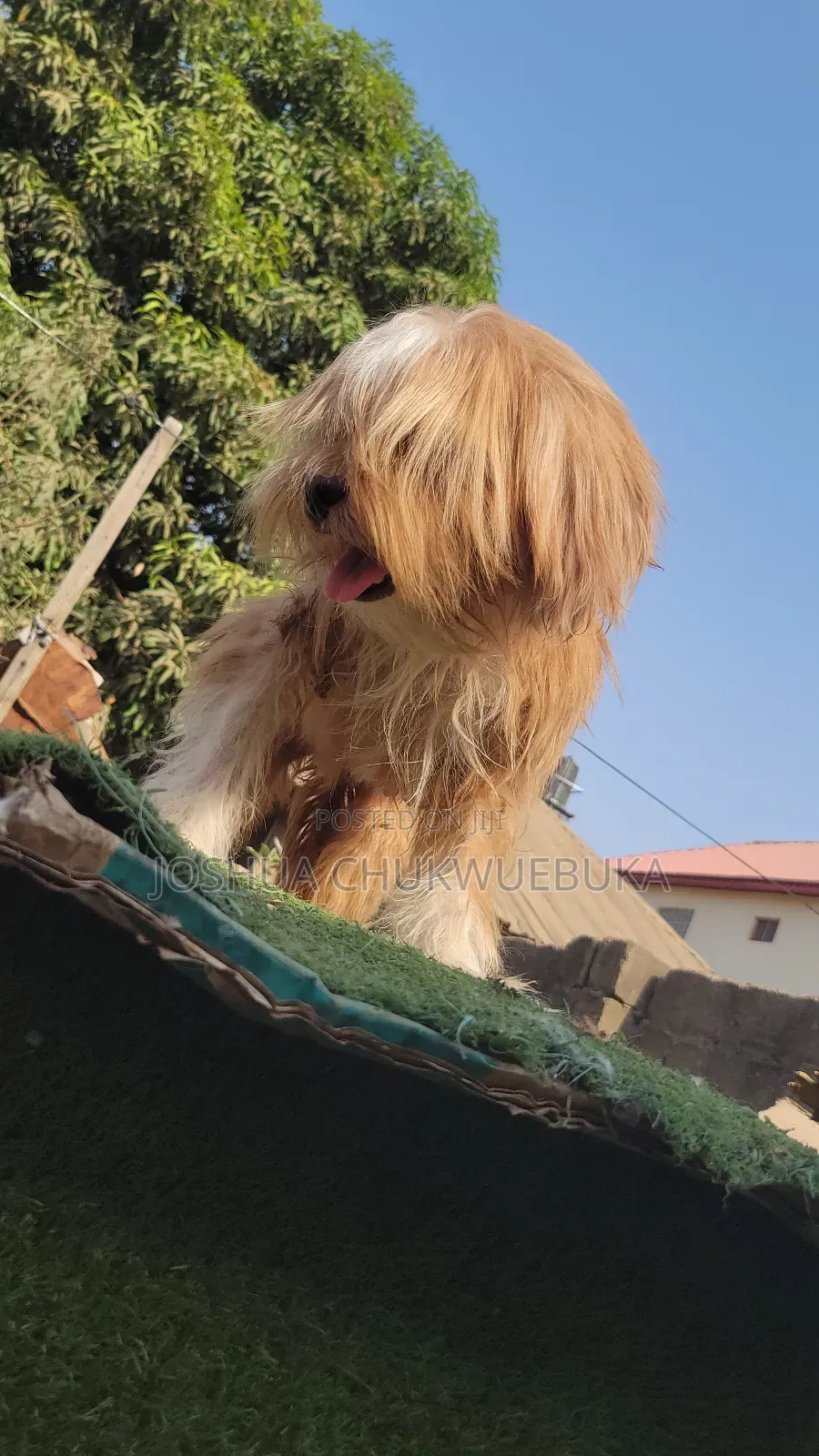 6-12 months Female Purebred Lhasa Apso