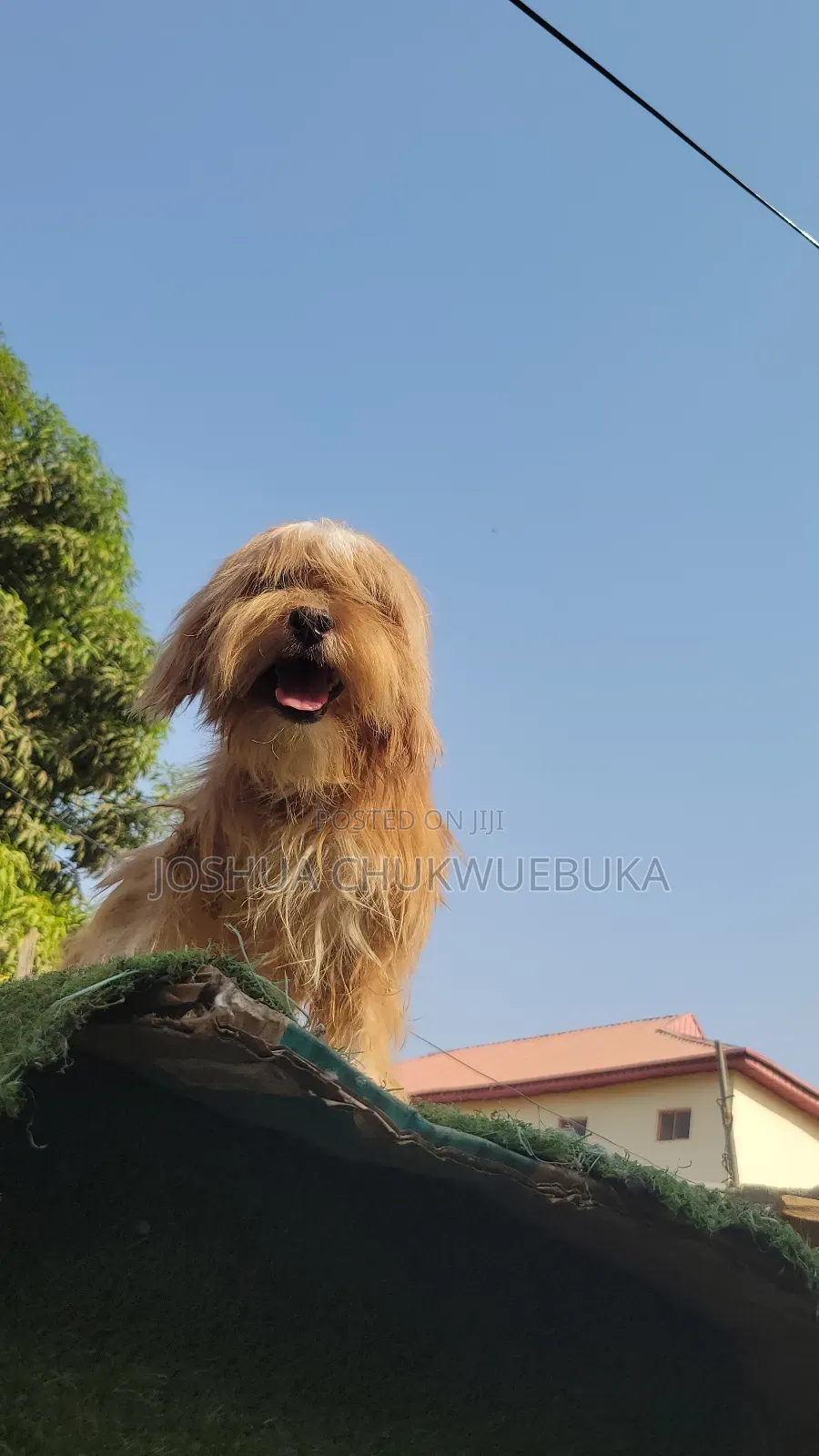 6-12 months Female Purebred Lhasa Apso