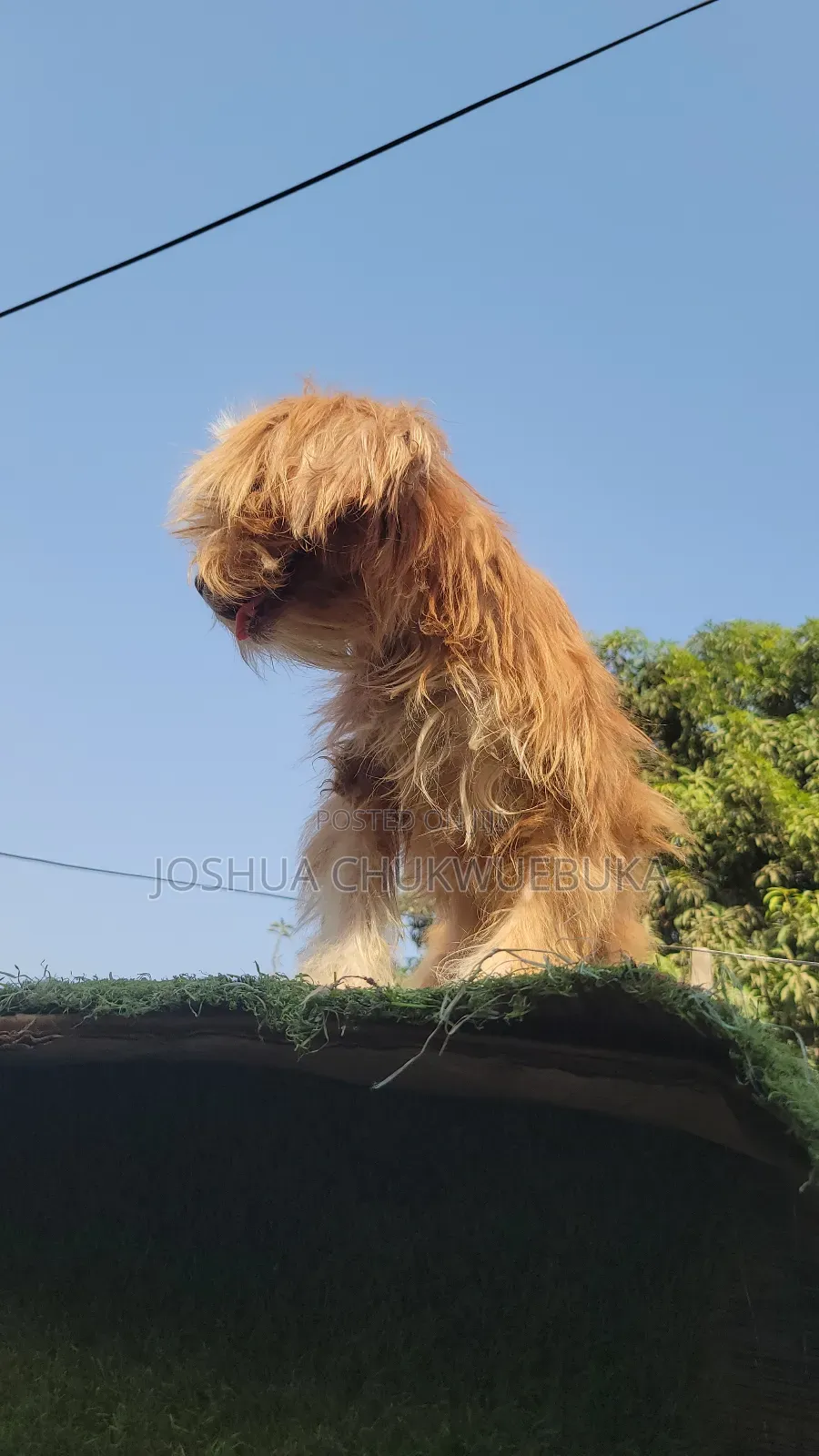 6-12 months Female Purebred Lhasa Apso