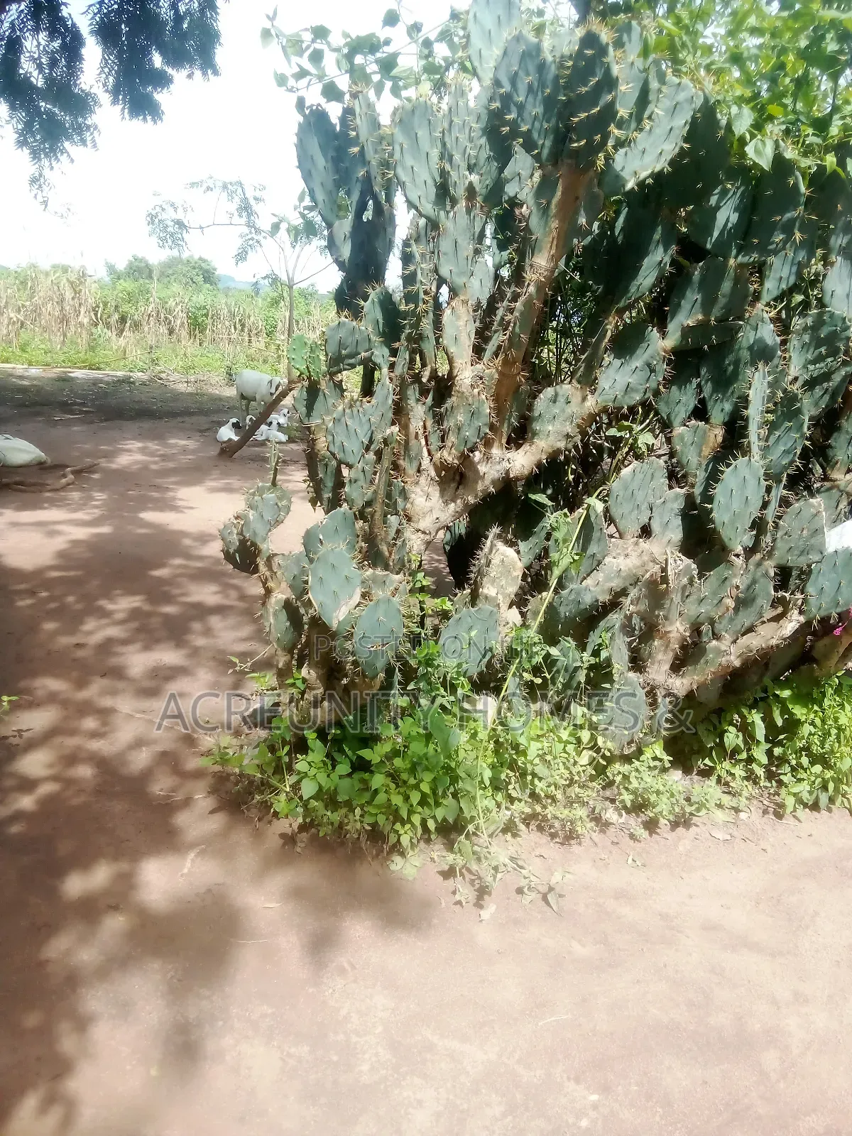 10 Acres of Land for Sale – Km 9, Iseyin–Ogbomoso Road
