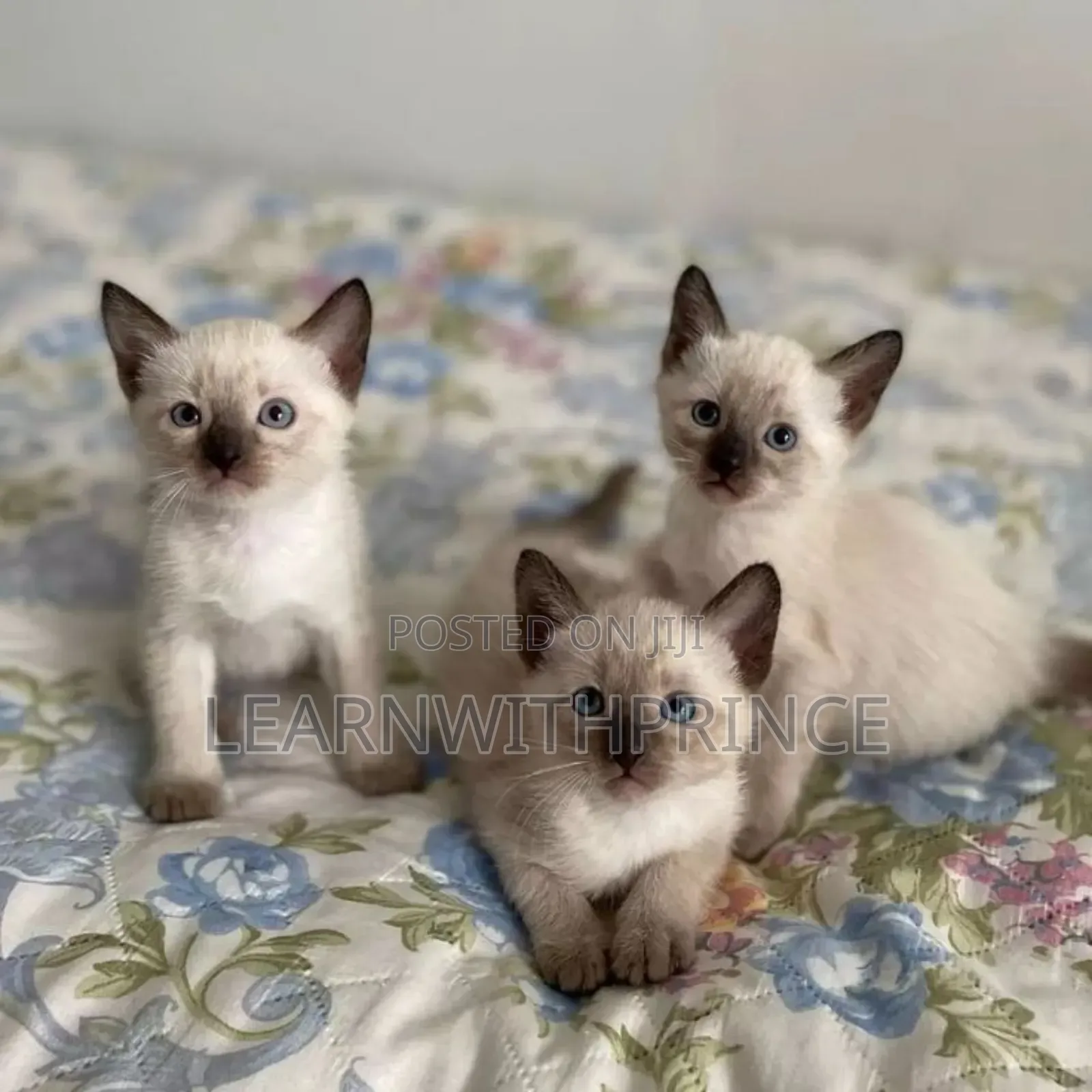 1-3 months Female Purebred Siamese