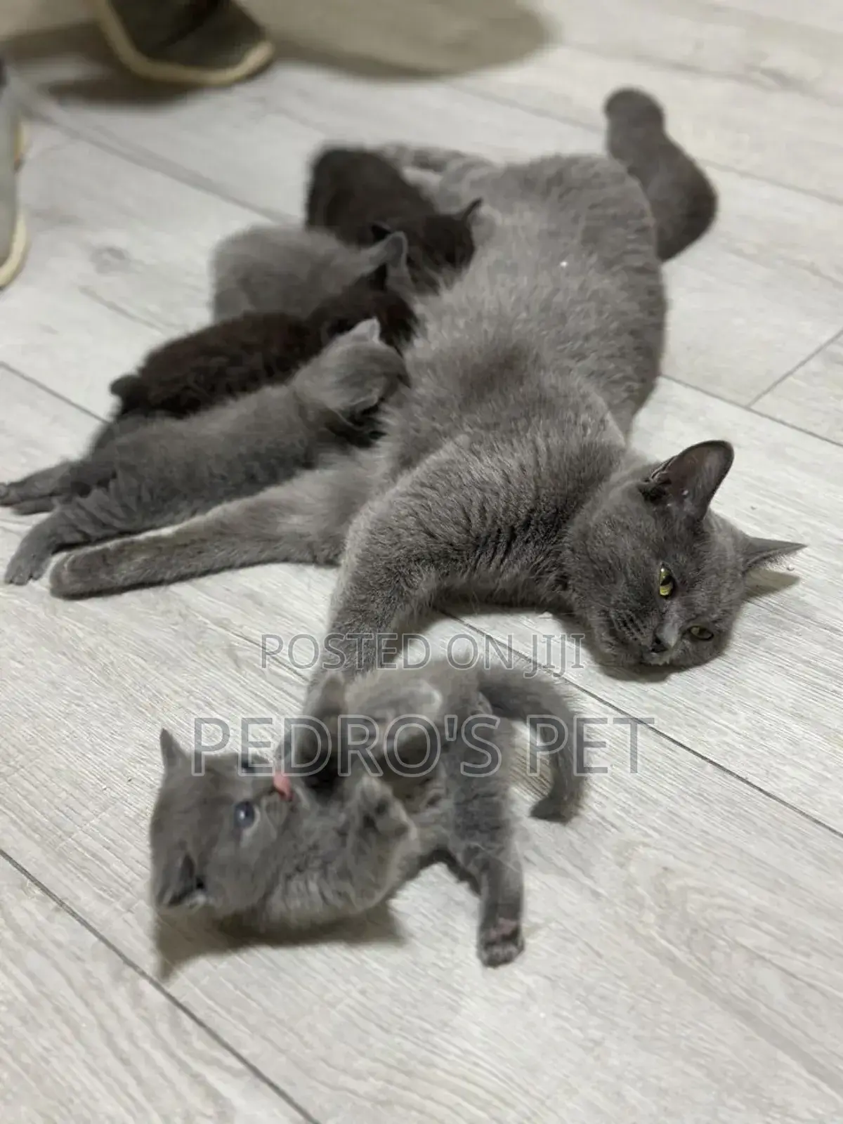 1-3 months Female Purebred British Shorthair