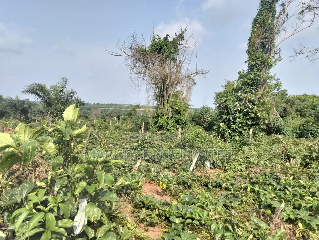 Sales, 60 Plots of Land, at Back of Adron Homes, Emuren Rd. Off Imota