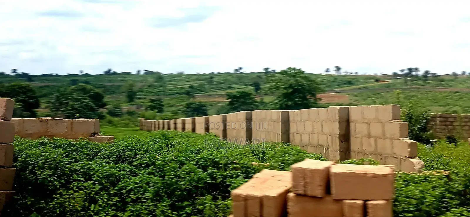 You’Re Still Early — St. Kitts, Ibusa Expansion