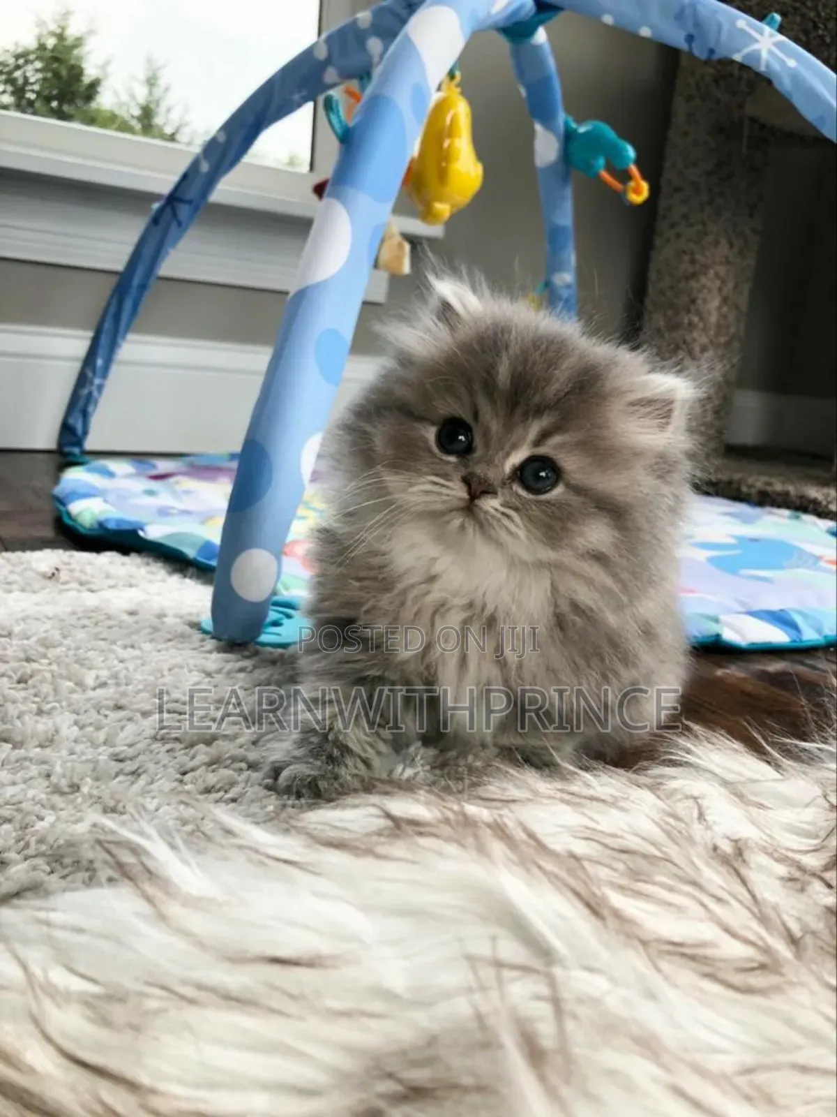 1-3 months Female Purebred Persian