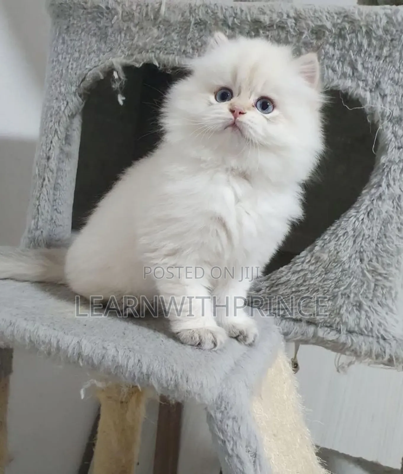 1-3 months Female Purebred Persian