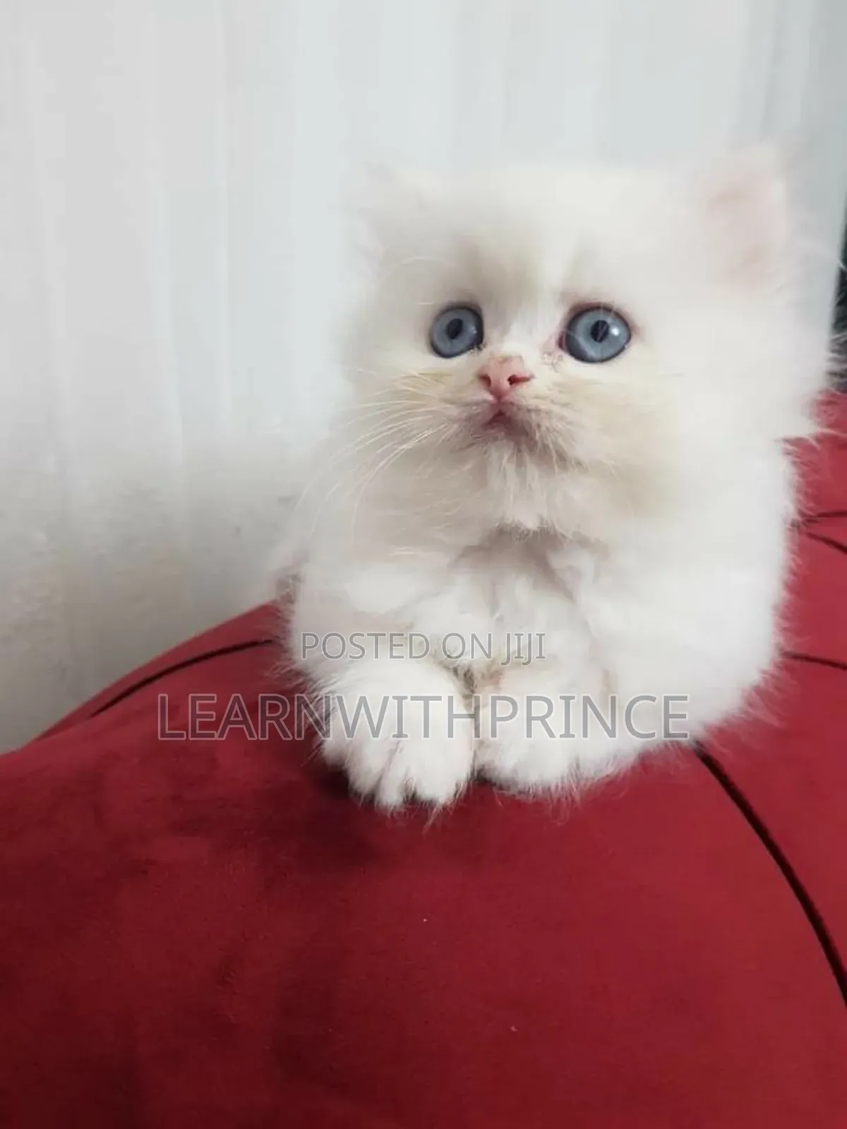 1-3 months Female Mixed Breed Persian