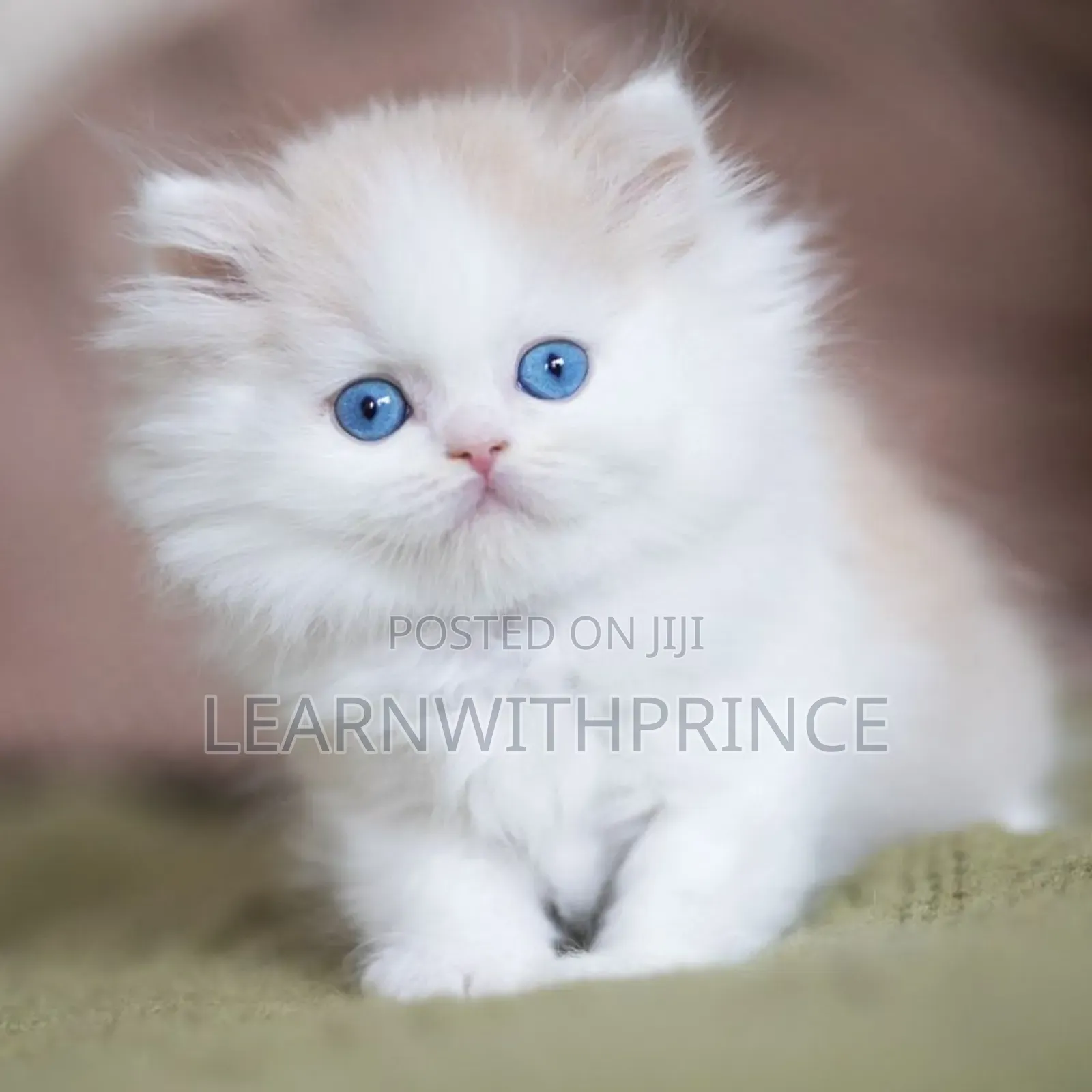 1-3 months Female Purebred Persian