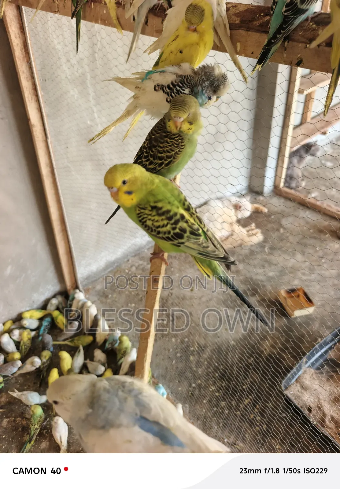 Bdgies Colorful Bird