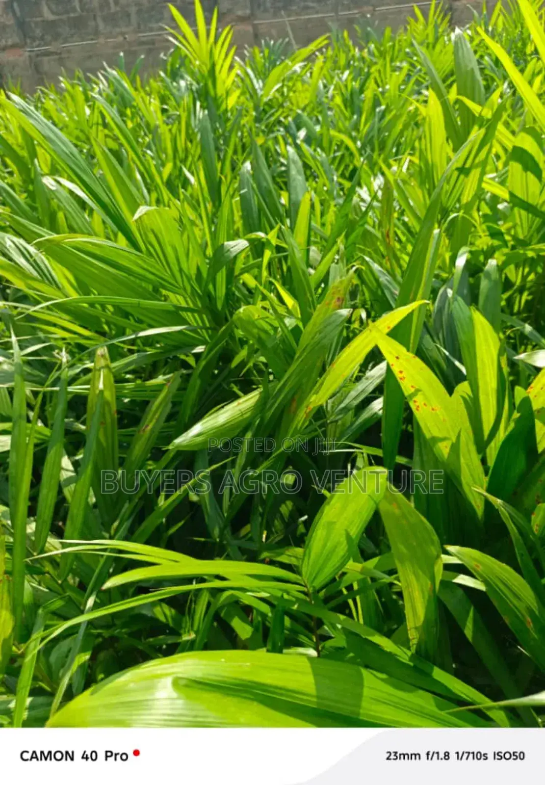 Agricultural Palms Oil Seedlings