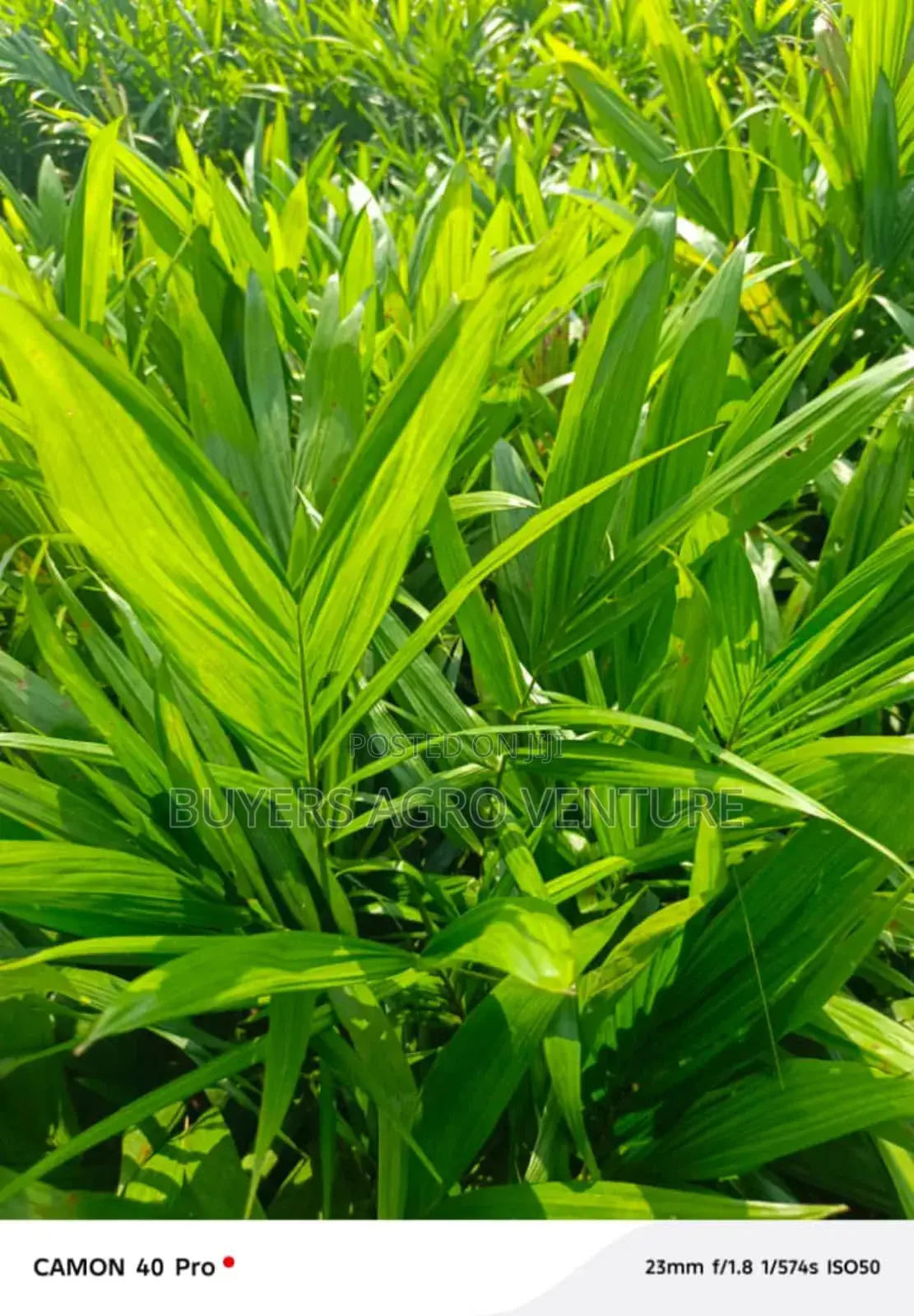 Agricultural Palms Oil Seedlings