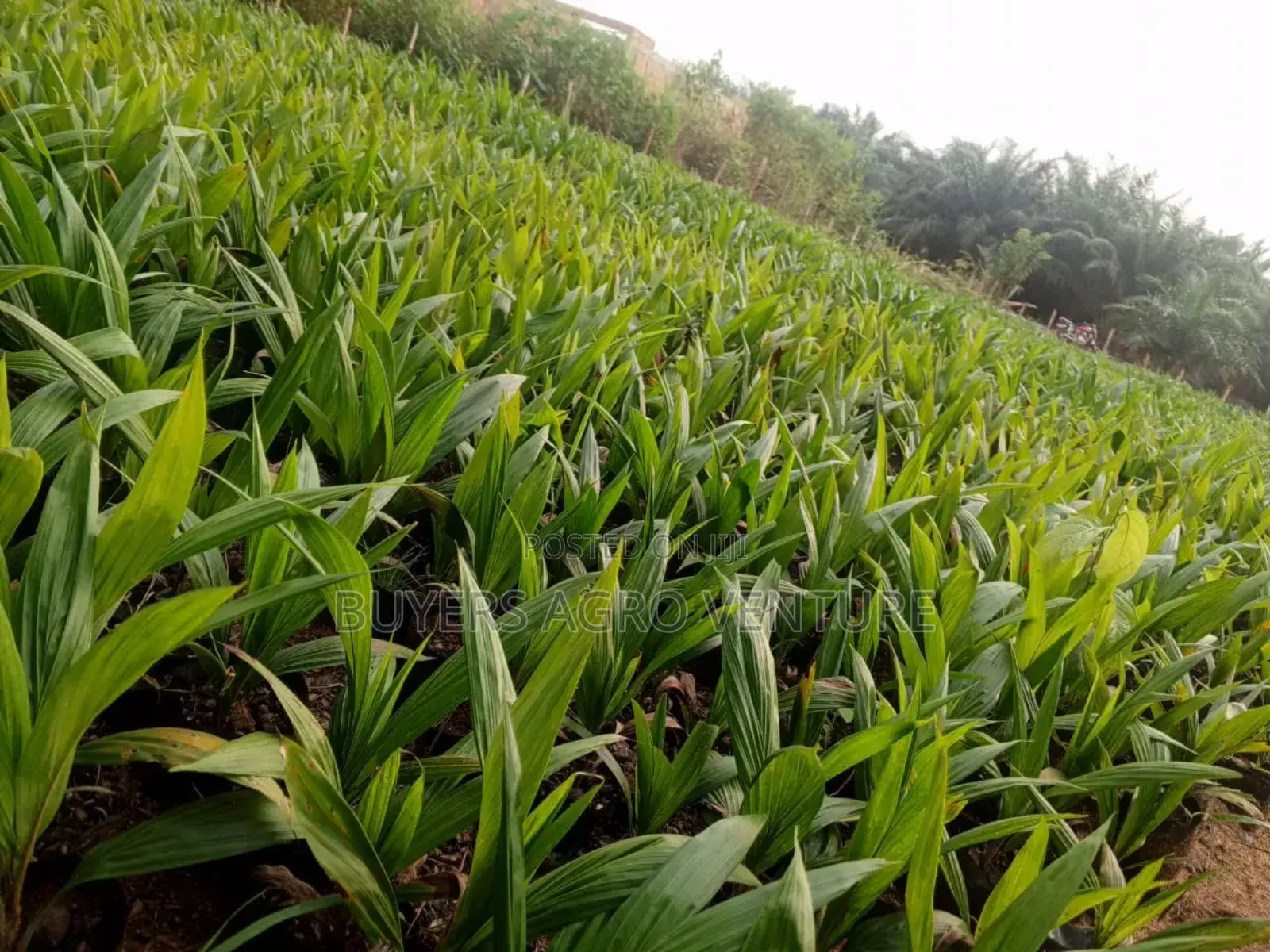 Agricultural Palms Oil Seedlings