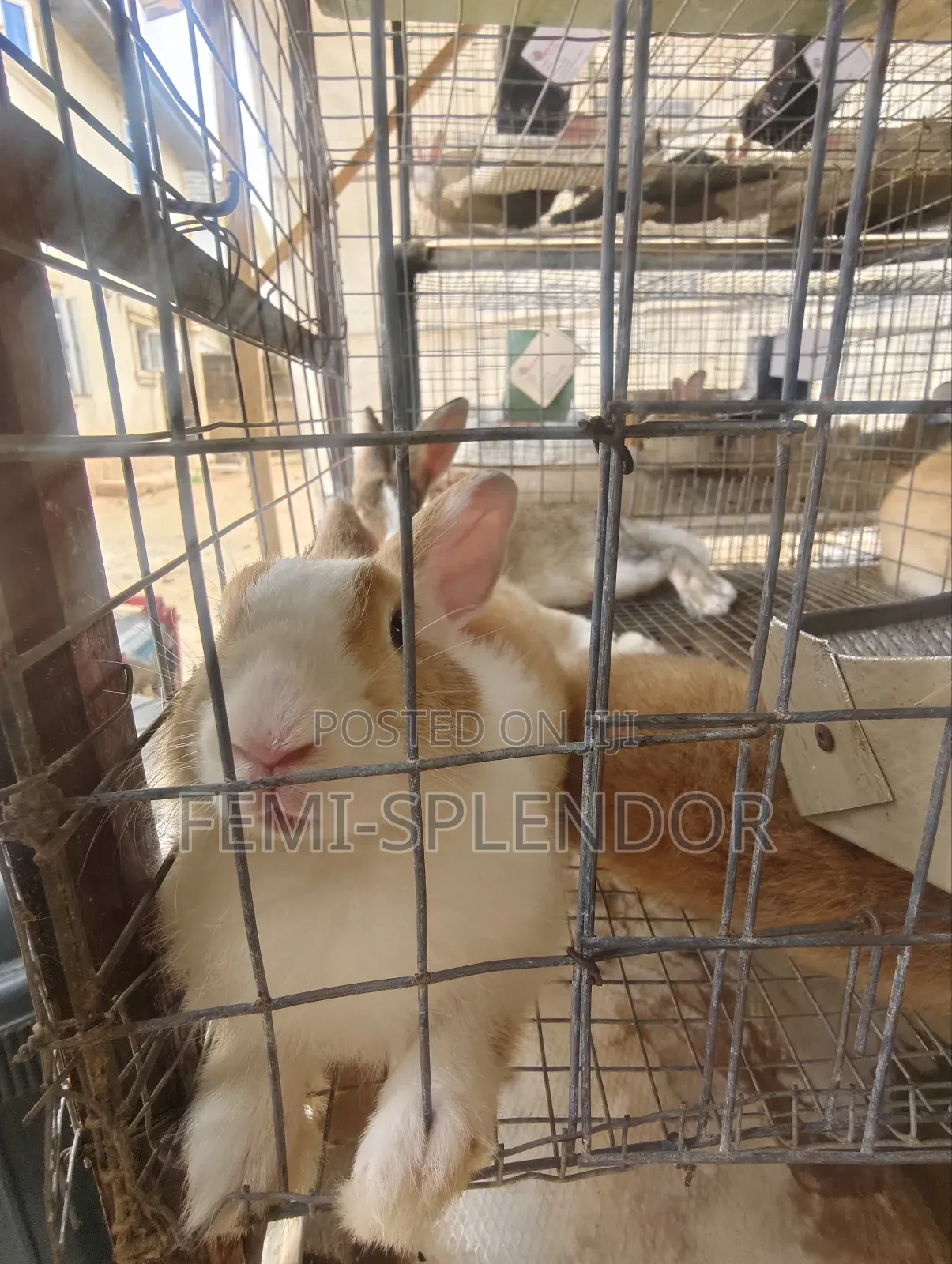 Strong and Healthy Grower Rabbit