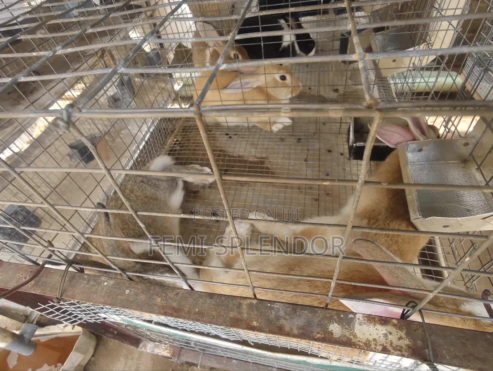 Strong and Healthy Grower Rabbit