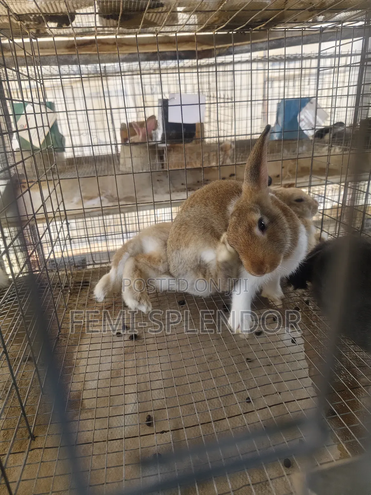 Strong and Healthy Grower Rabbit