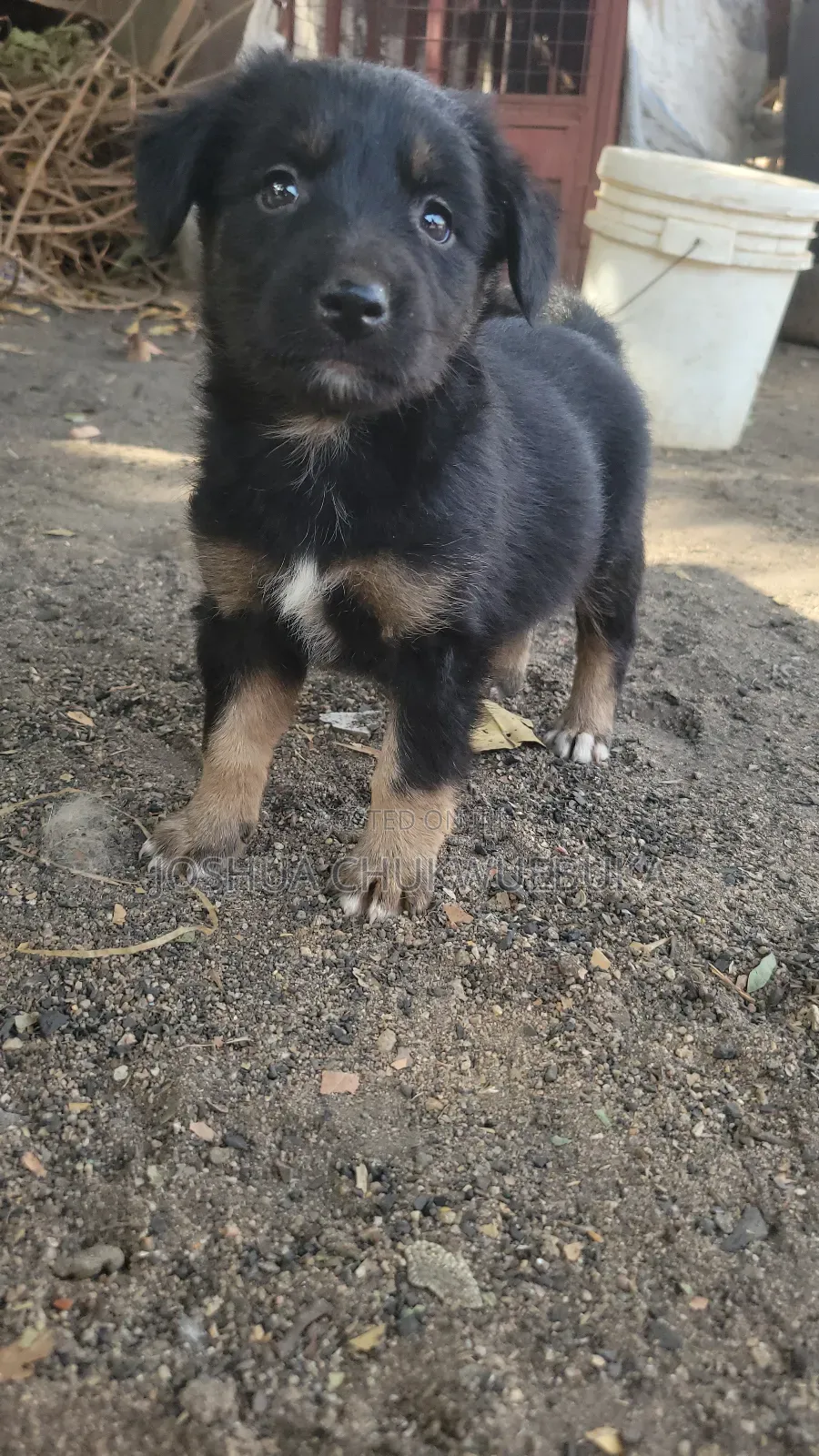 1-3 months Female Purebred German Shepherd