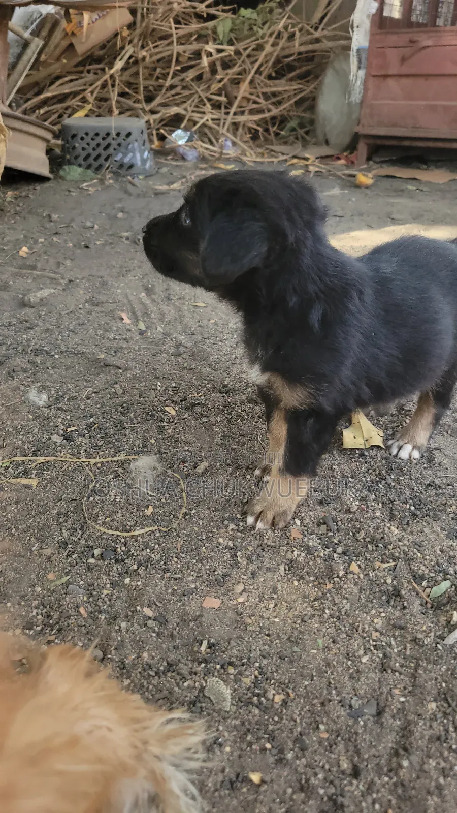 1-3 months Female Purebred German Shepherd