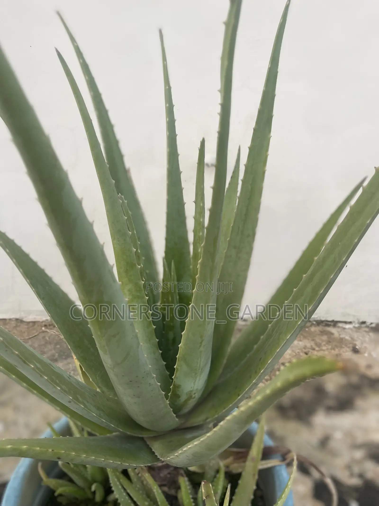 Aloe Vera Plants