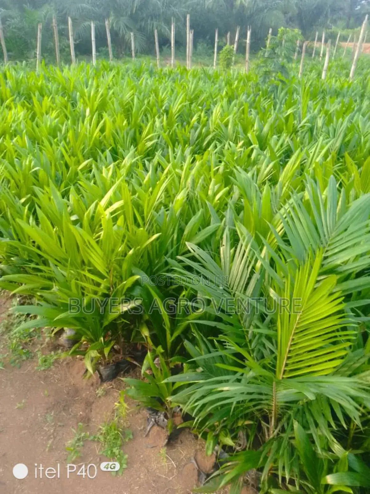Palm Oil Seedlings Good for Human Consumption
