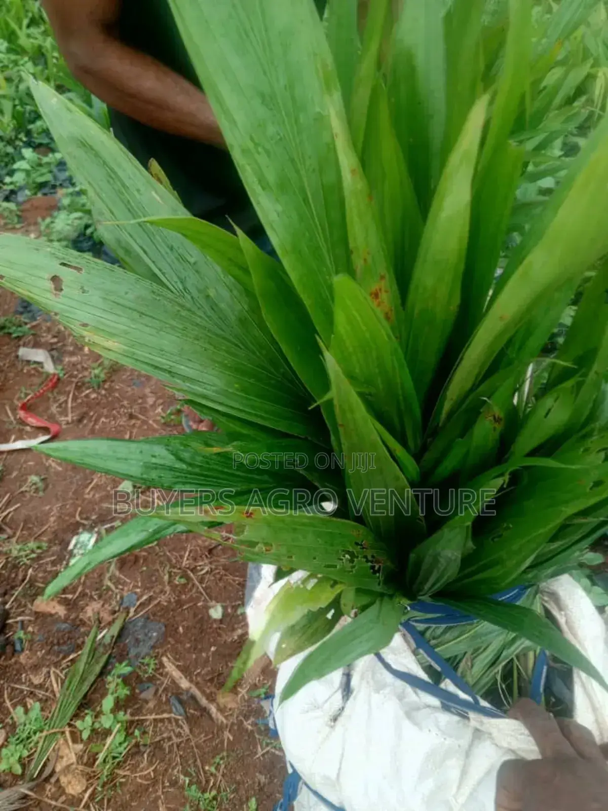 Malaysia Supergene and Hybrid Tenera Palms