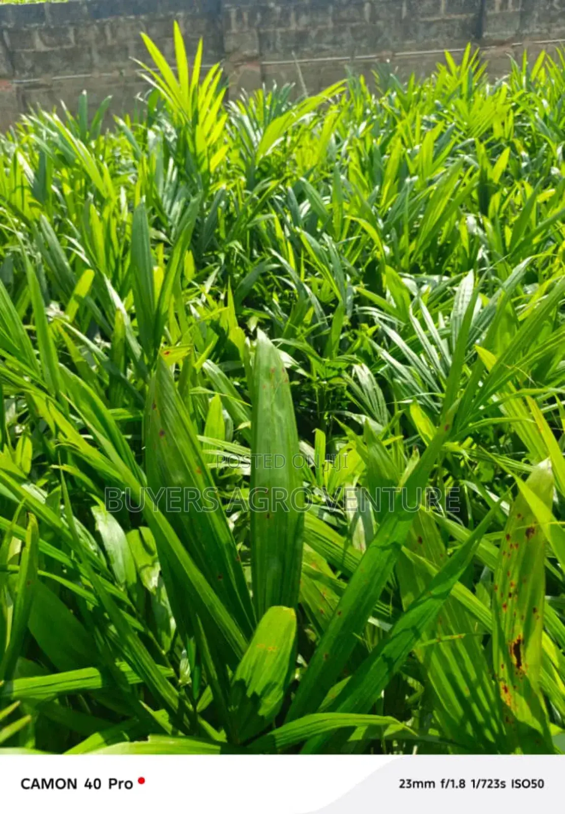 Malaysia Supergene and Hybrid Tenera Palms