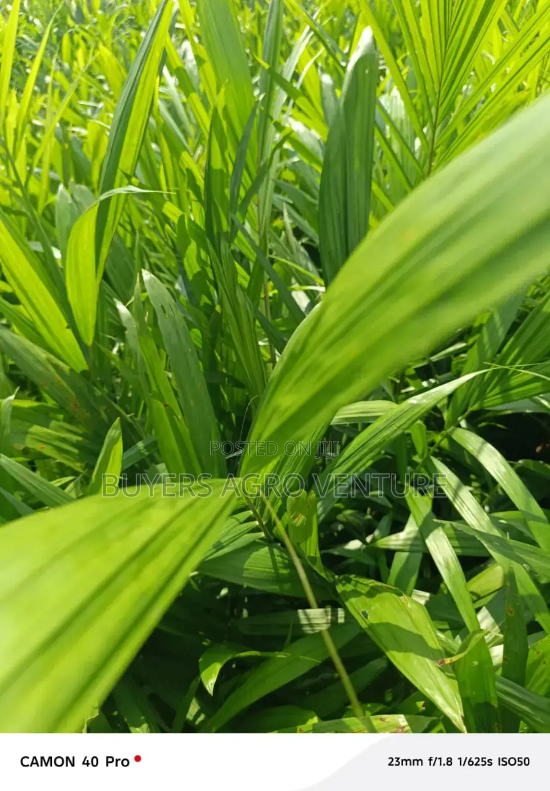 Malaysia Supergene and Hybrid Tenera Palms