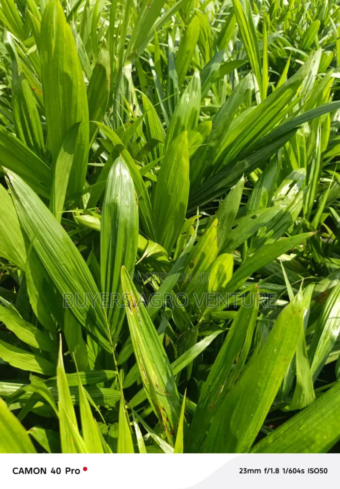 Malaysia Supergene and Hybrid Tenera Palms