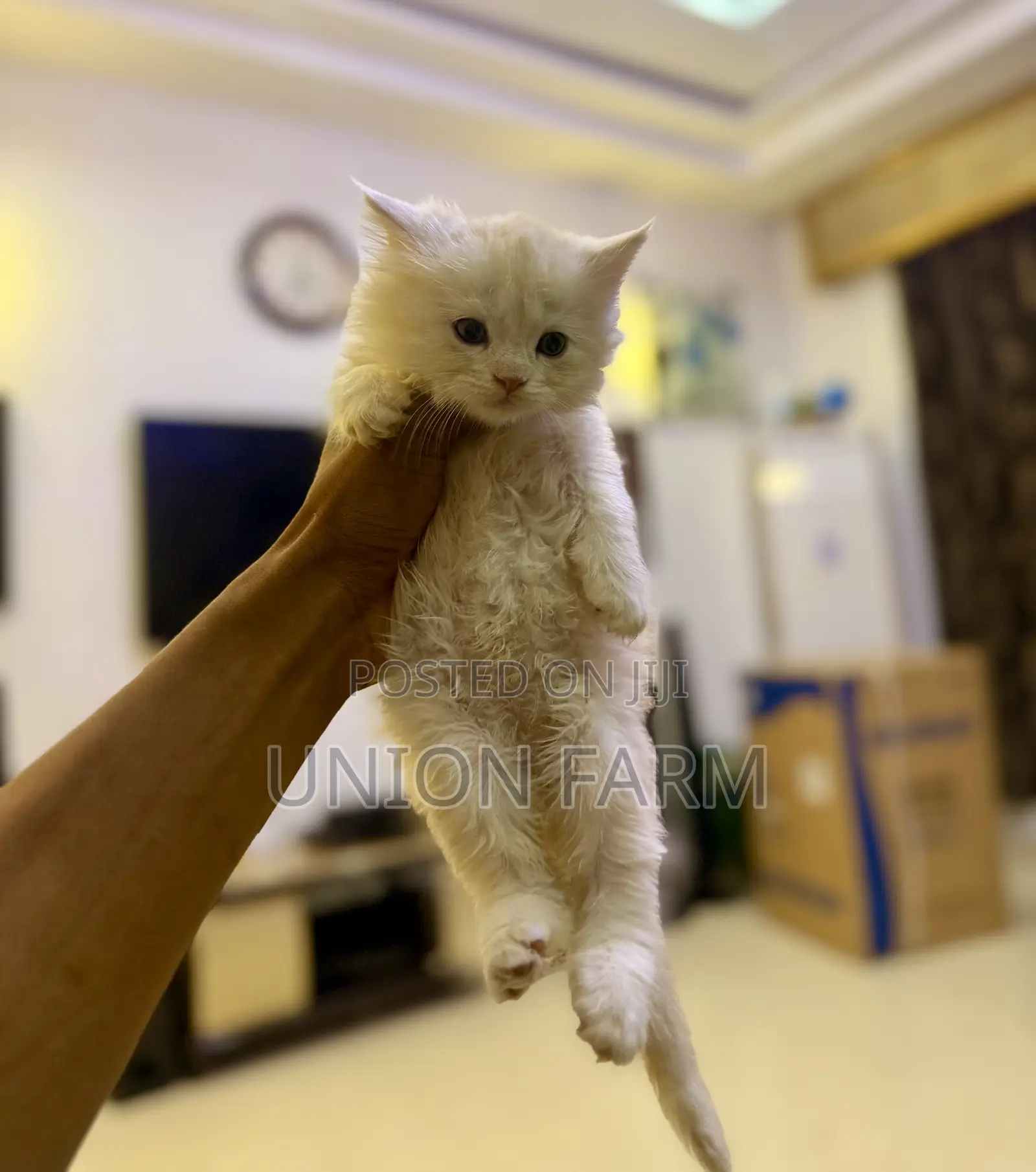 1-3 months Female Purebred Maine Coon