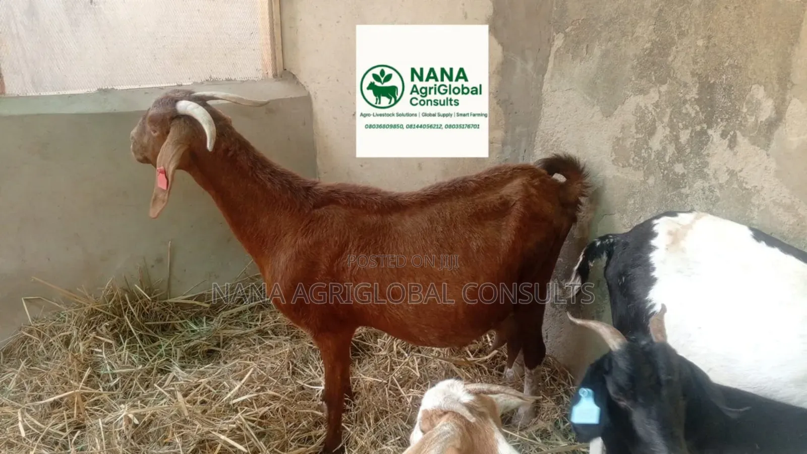 Boer and Kalahari Red Goat 100% and 75%