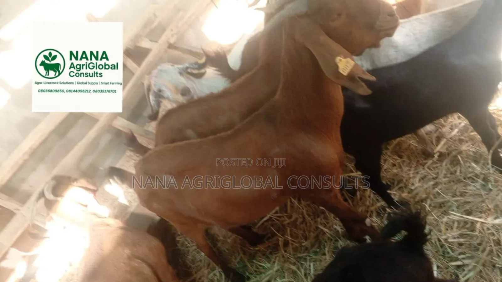 Boer and Kalahari Red Goat 100% and 75%