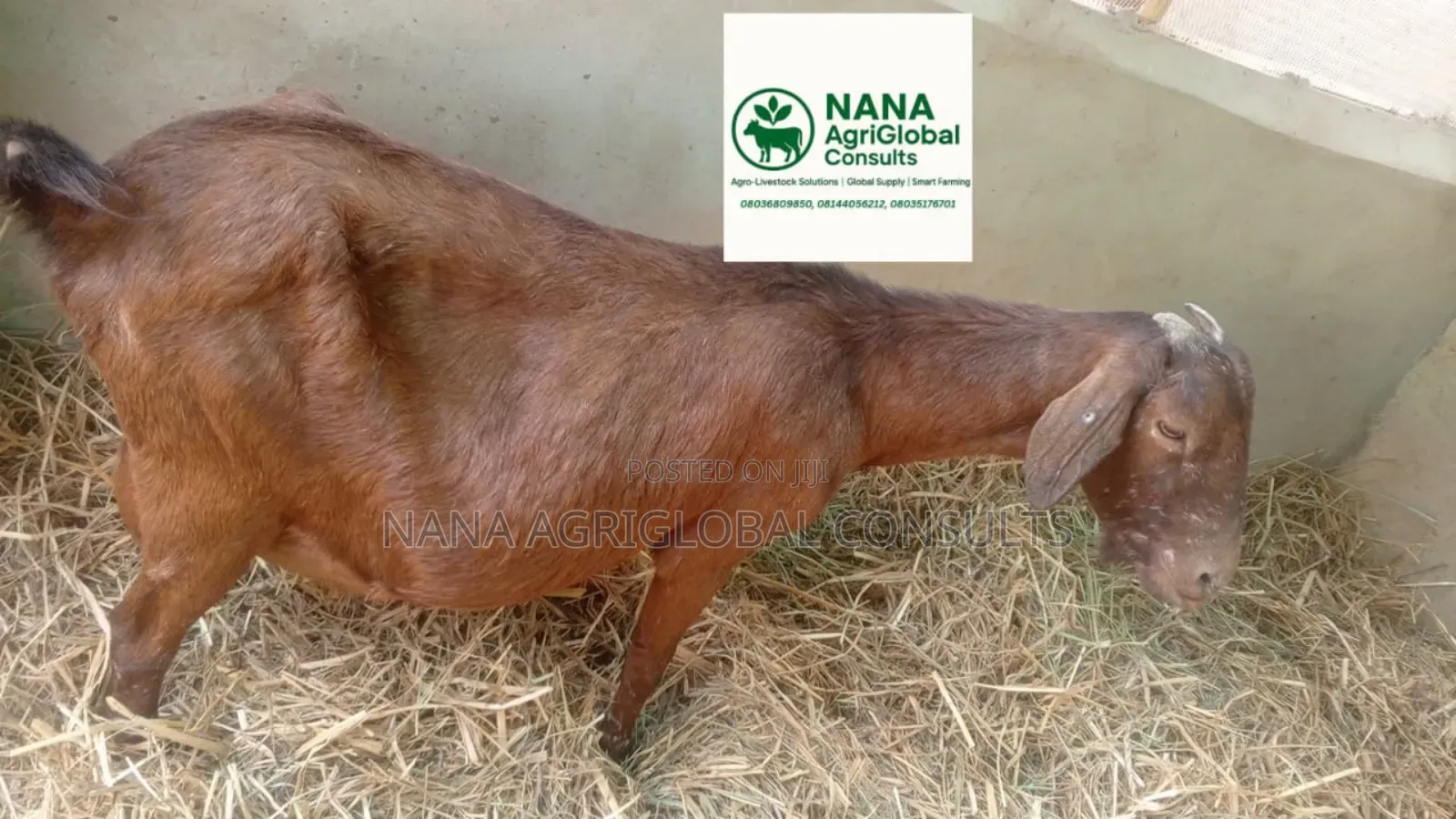 Boer and Kalahari Red Goat 100% and 75%