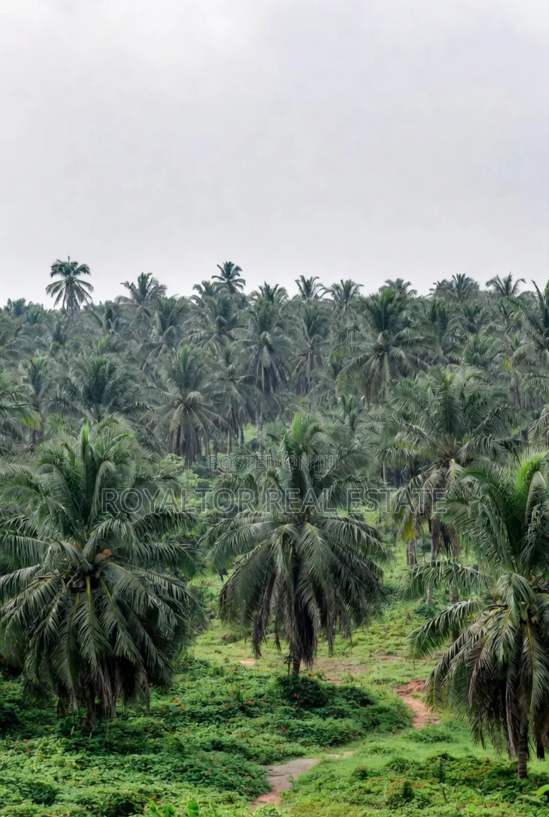 Palm Plantation for Sale in Benin City
